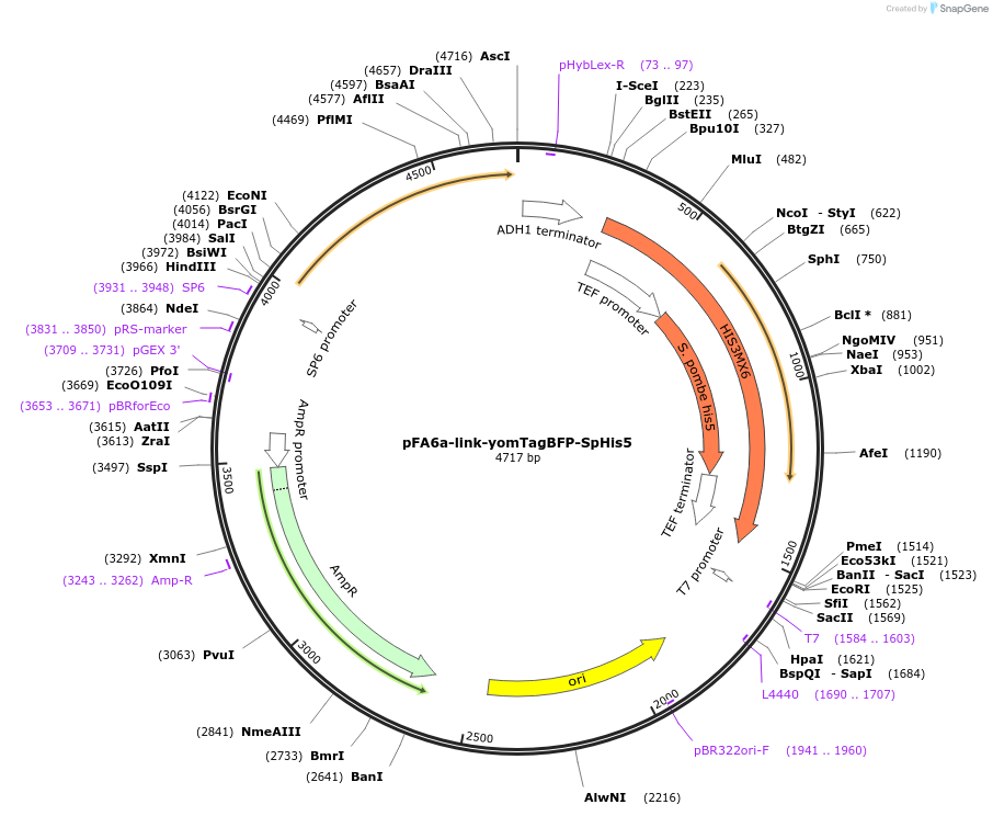 44838-plasmid-map-sequence-id-62014
