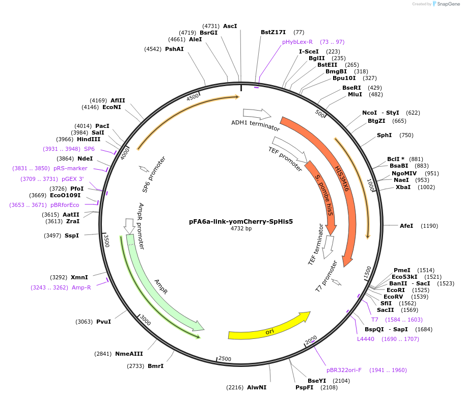 44841-plasmid-map-sequence-id-62023