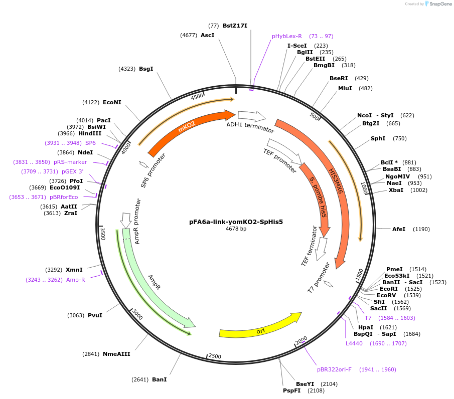 44845-plasmid-map-sequence-id-62031