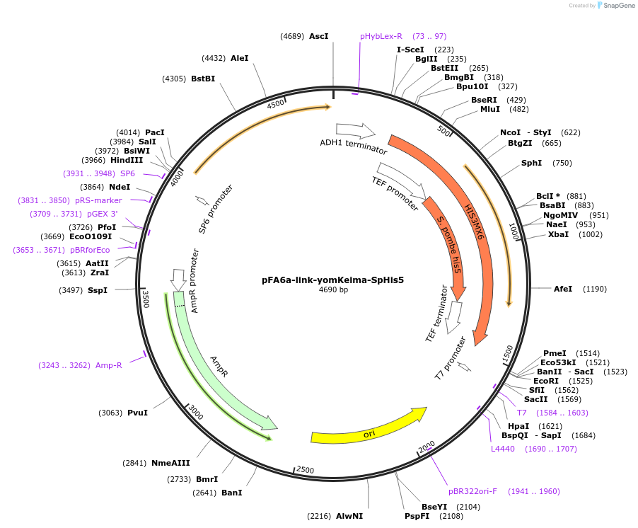 44847-plasmid-map-sequence-id-62033
