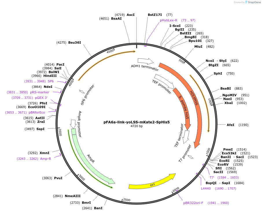 44848-plasmid-map-sequence-id-62034