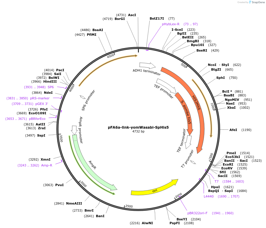 44850-plasmid-map-sequence-id-62036