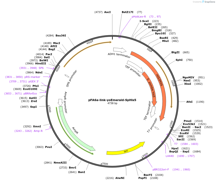 44851-plasmid-map-sequence-id-62037