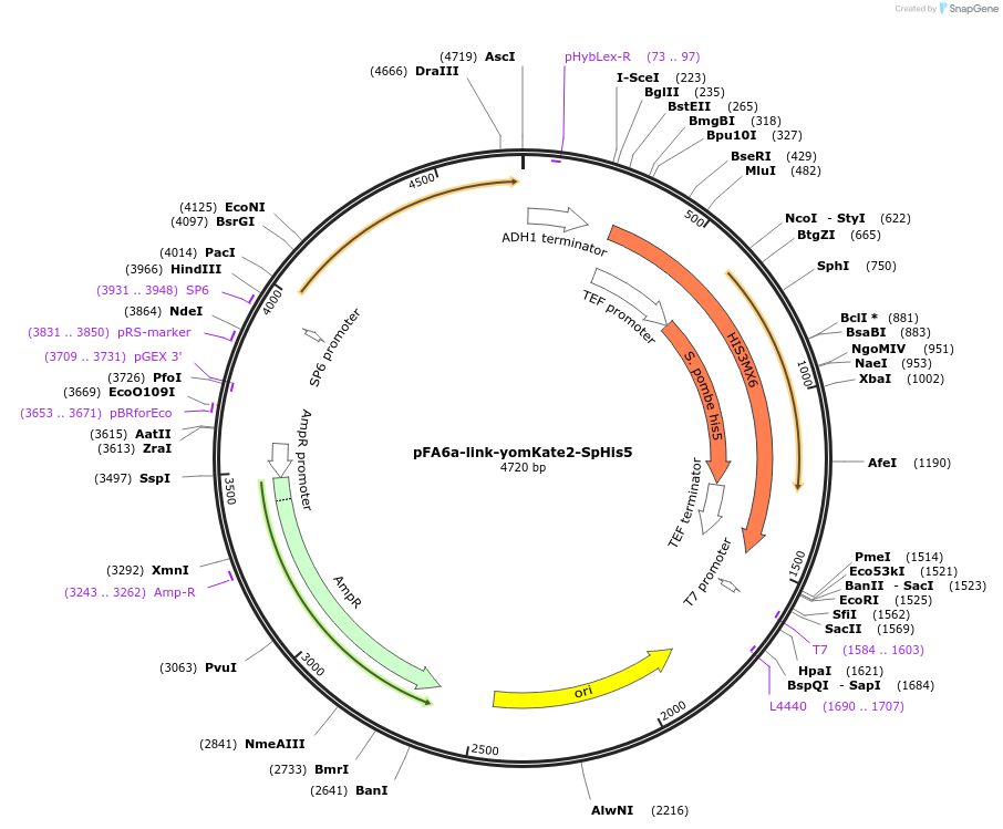 44852-plasmid-map-sequence-id-62038
