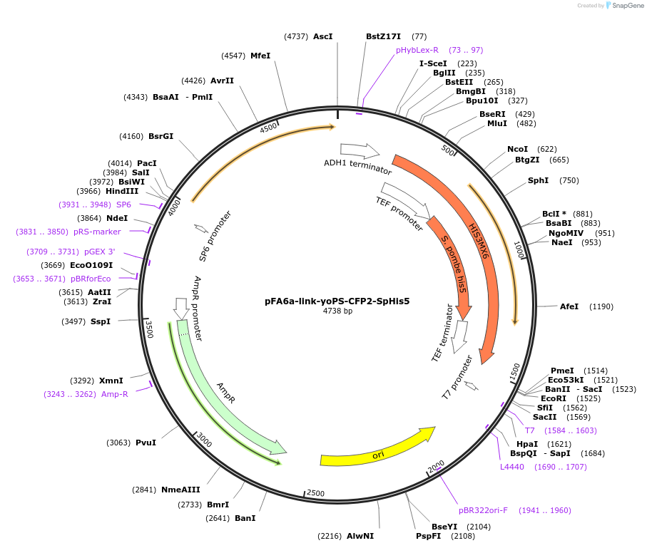 44853-plasmid-map-sequence-id-62039