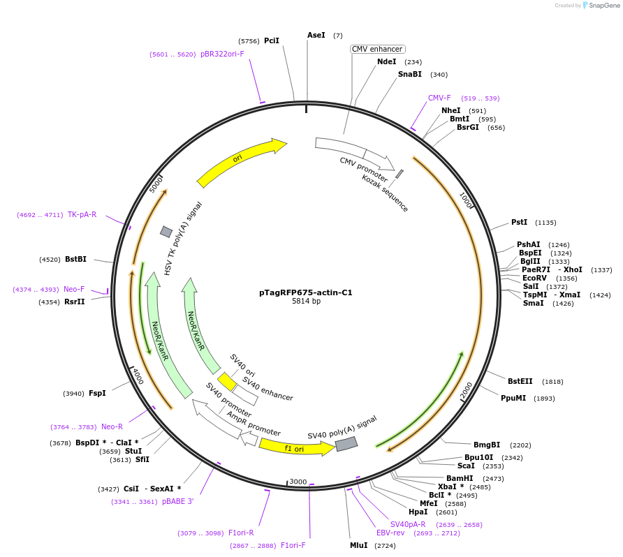 44277-plasmid-map-sequence-id-62048