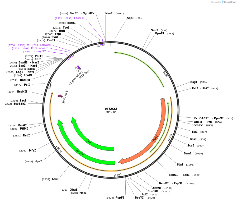 44860-plasmid-map-sequence-id-62061