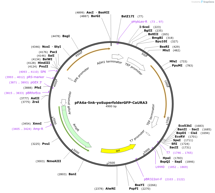 62079_map