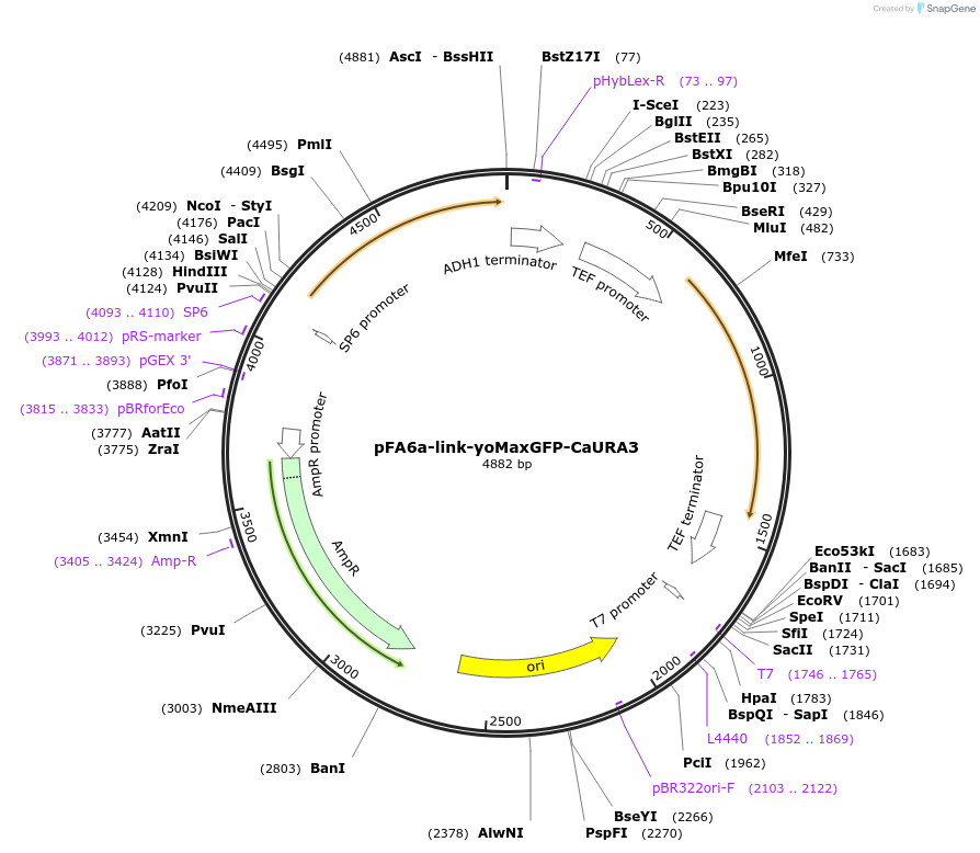 44875-plasmid-map-sequence-id-62119