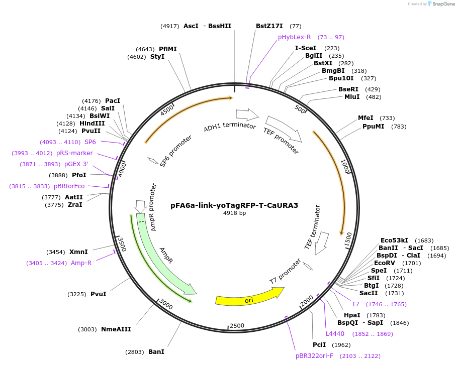 44877-plasmid-map-sequence-id-62122
