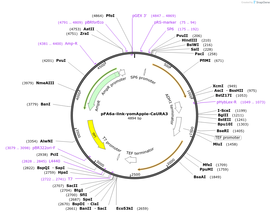 44879-plasmid-map-sequence-id-62125