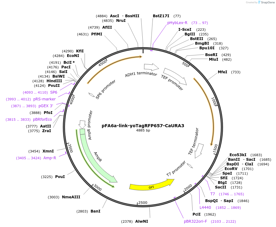 44882-plasmid-map-sequence-id-62128