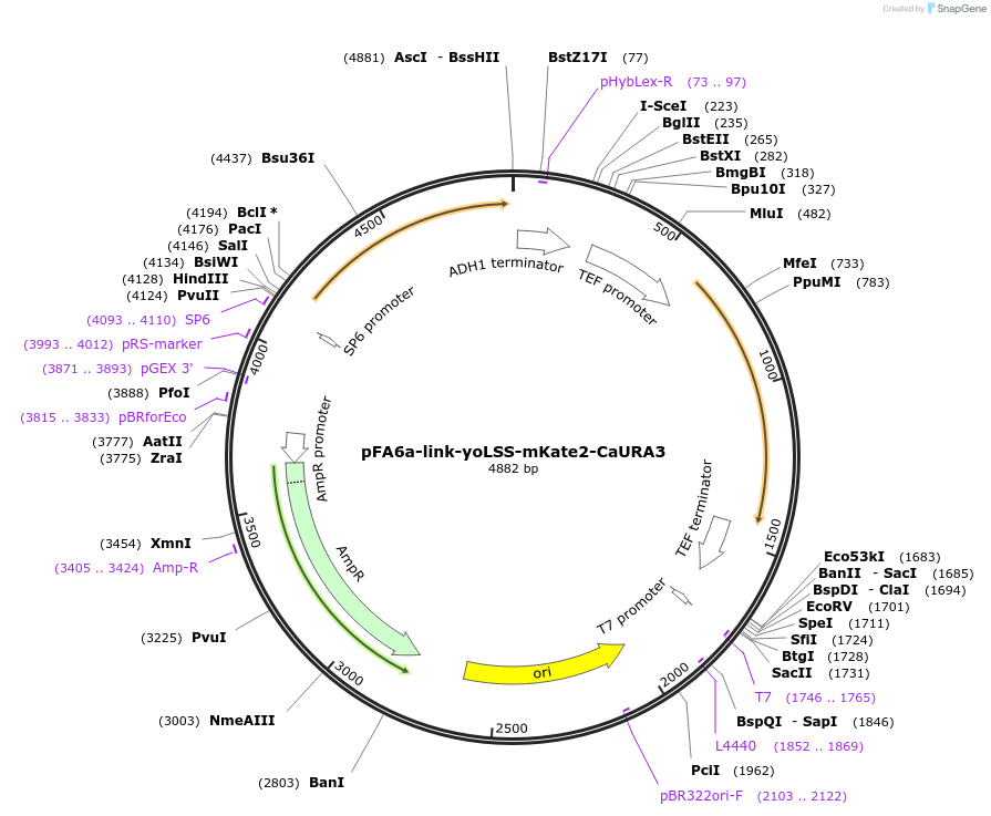 44886-plasmid-map-sequence-id-62132
