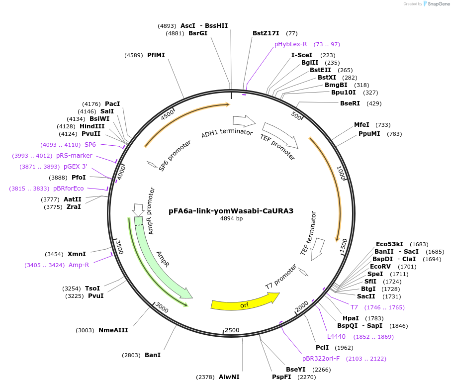 44889-plasmid-map-sequence-id-62135