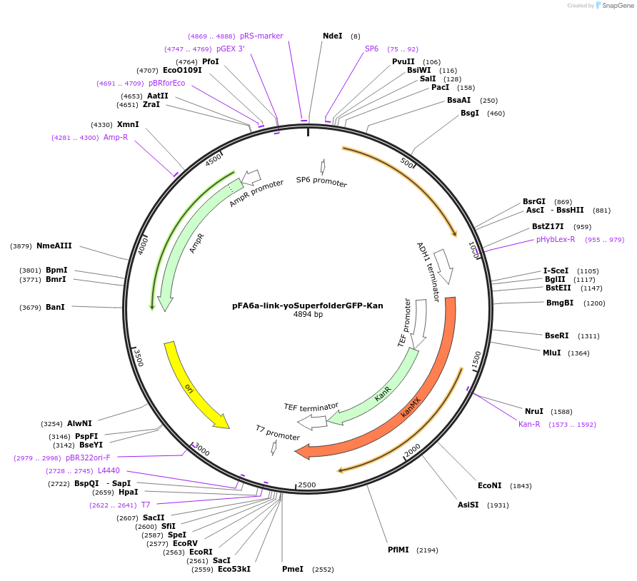 44901-plasmid-map-sequence-id-62148
