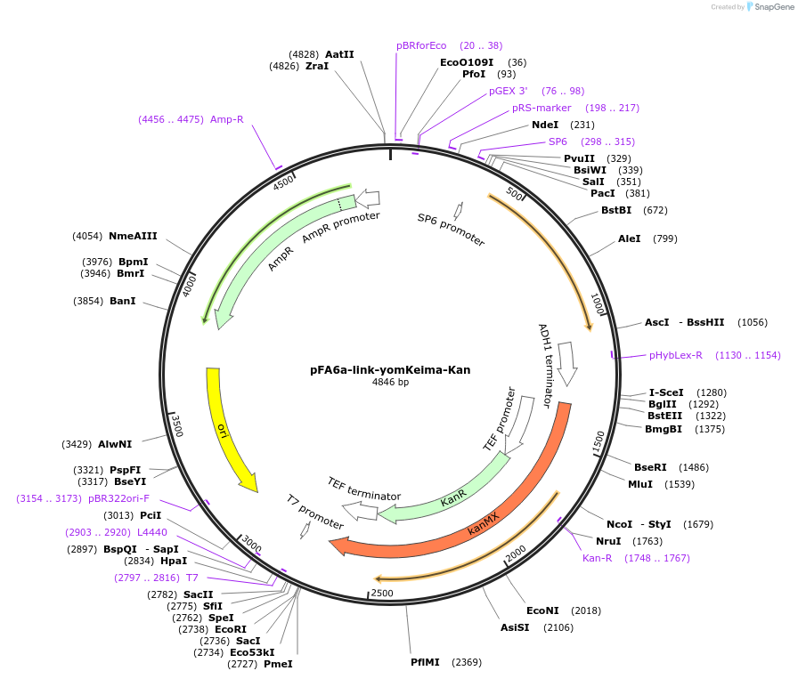 44902-plasmid-map-sequence-id-62149