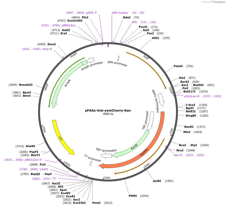 44903-plasmid-map-sequence-id-62150