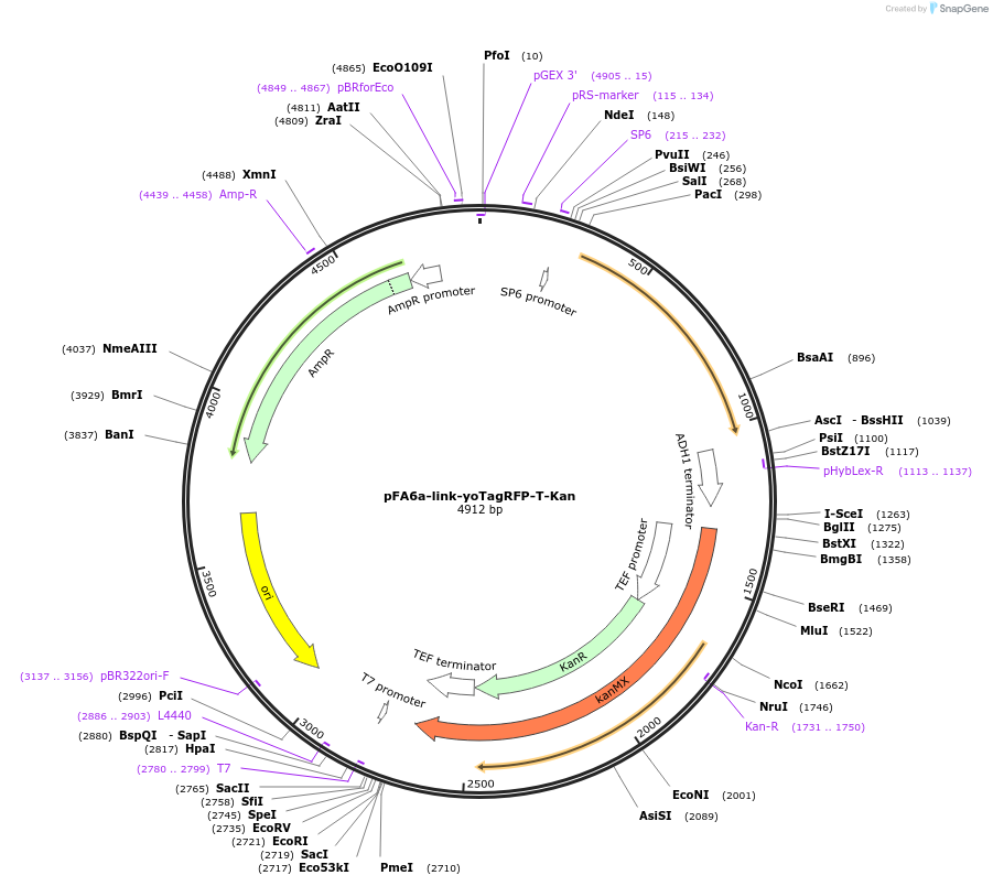 44906-plasmid-map-sequence-id-62151