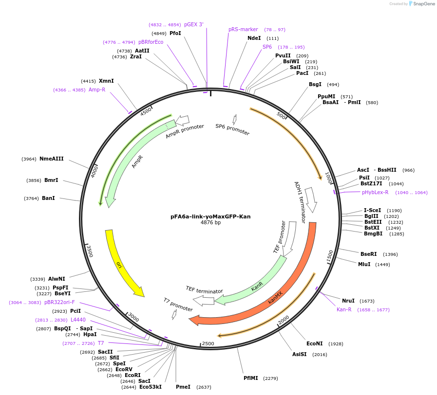 44907-plasmid-map-sequence-id-62152