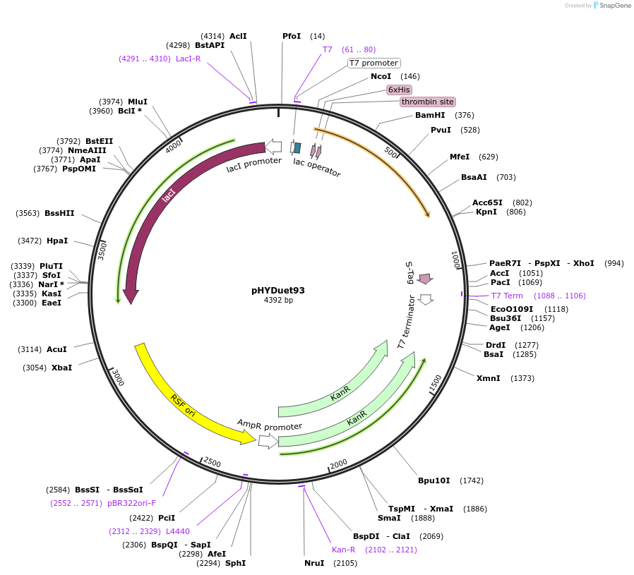 42303-plasmid-map-sequence-id-62154
