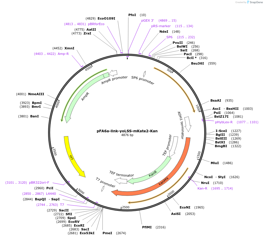 44943-plasmid-map-sequence-id-62213