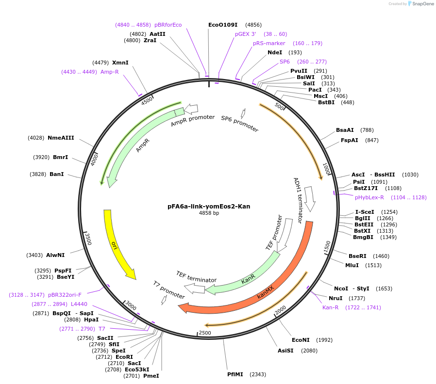 44944-plasmid-map-sequence-id-62214