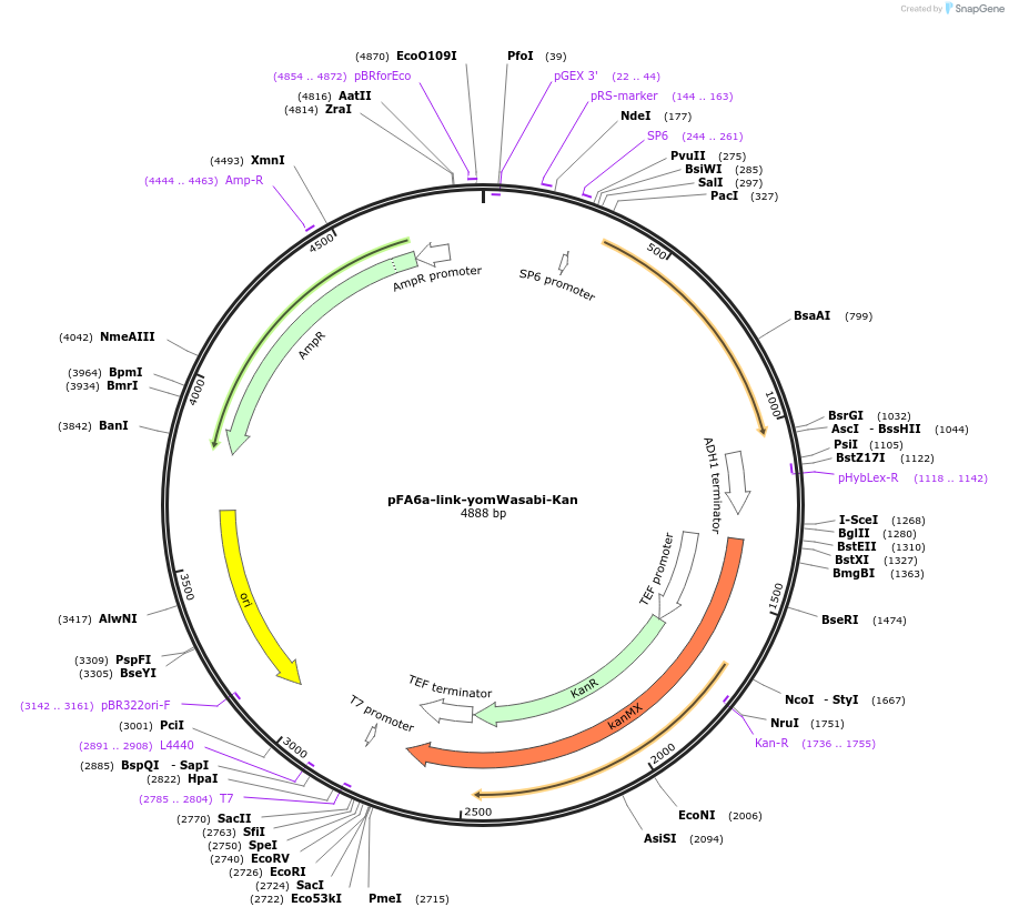 44945-plasmid-map-sequence-id-62215