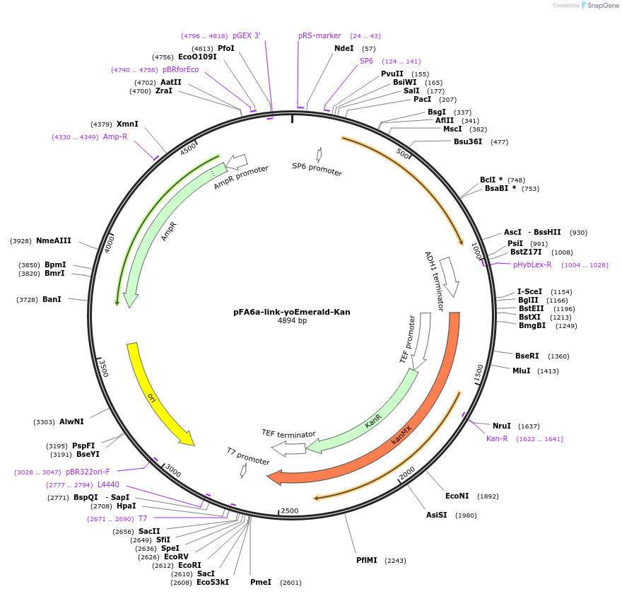 44946-plasmid-map-sequence-id-62216