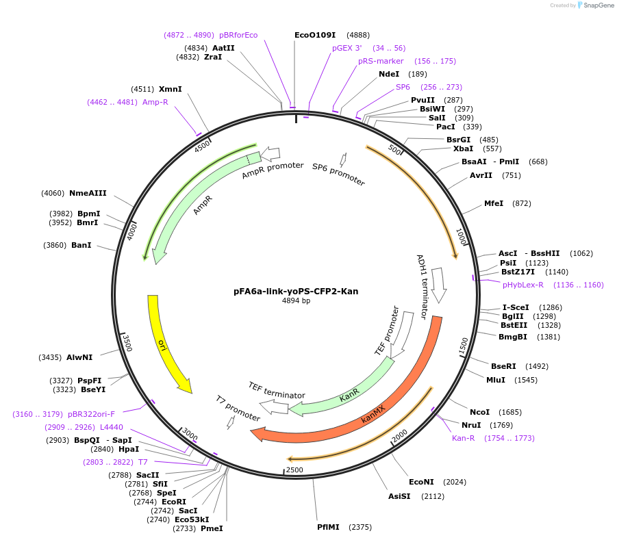 44948-plasmid-map-sequence-id-62219