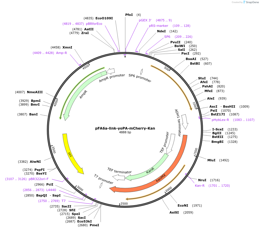 44950-plasmid-map-sequence-id-62222