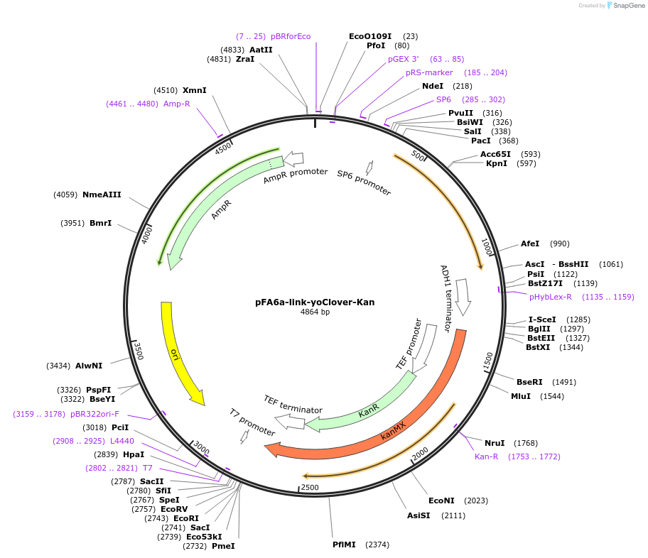 44952-plasmid-map-sequence-id-62225