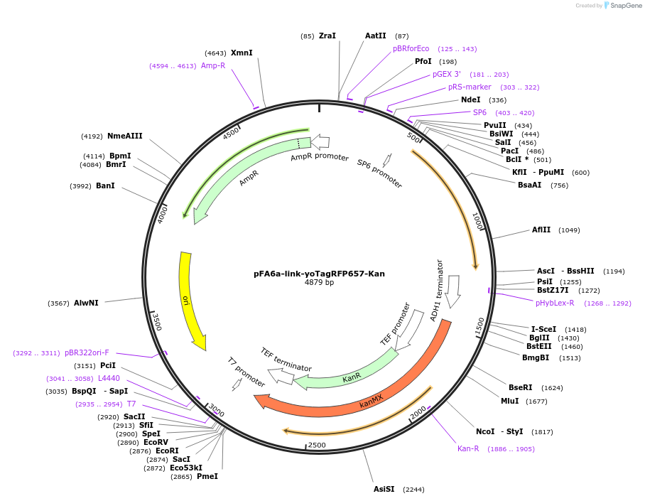 44955-plasmid-map-sequence-id-62233