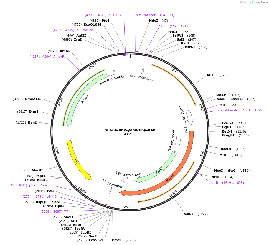 44956-plasmid-map-sequence-id-62234