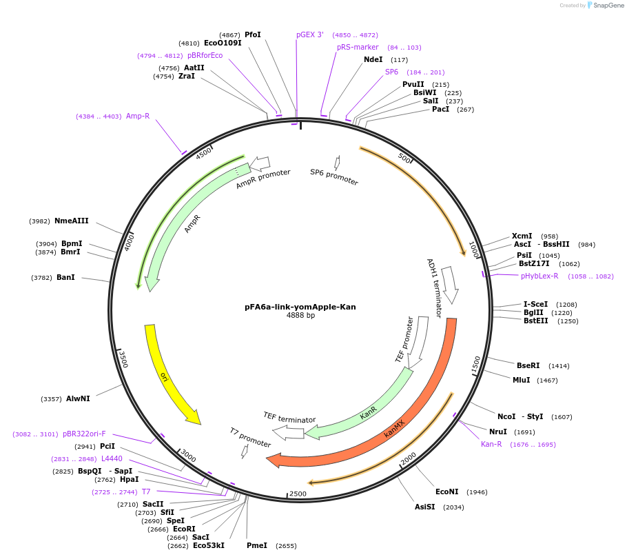 44957-plasmid-map-sequence-id-62237