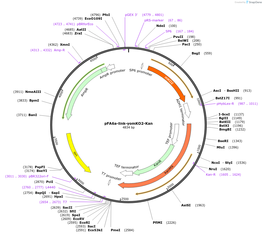 44958-plasmid-map-sequence-id-62239