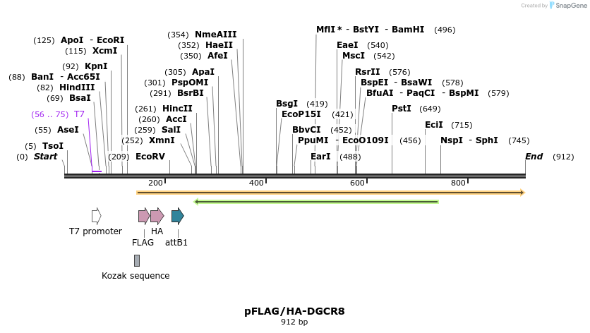 62241_map