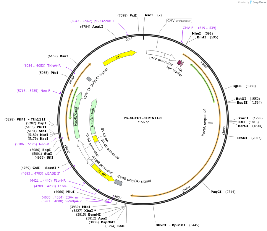 44967-plasmid-map-sequence-id-62258