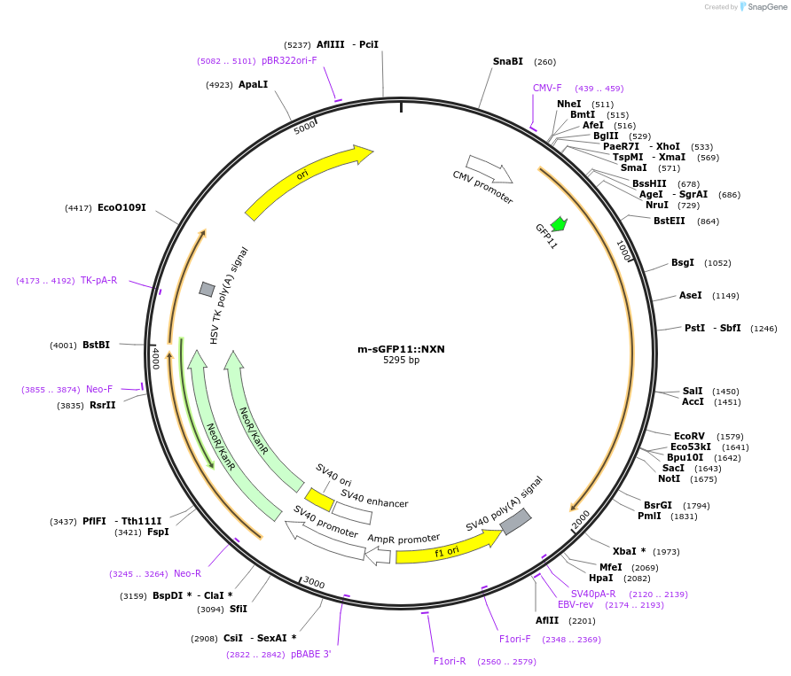 44968-plasmid-map-sequence-id-62259