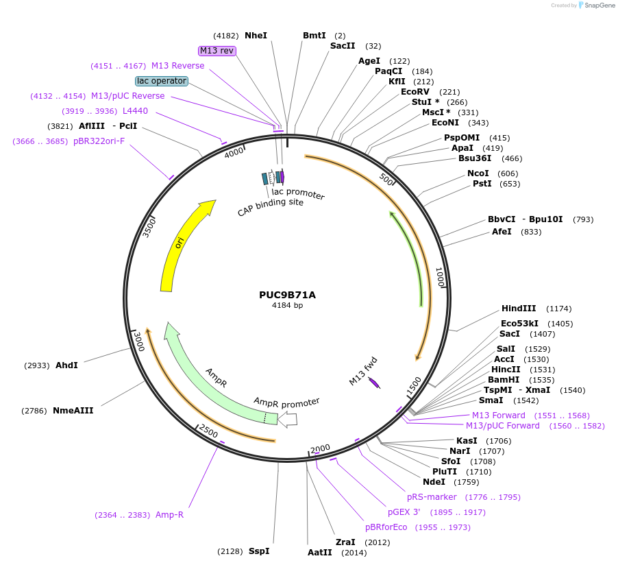 44602-plasmid-map-sequence-id-62293