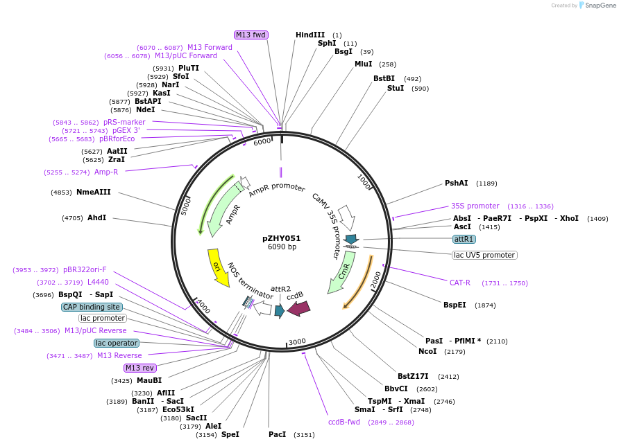 44987-plasmid-map-sequence-id-62295