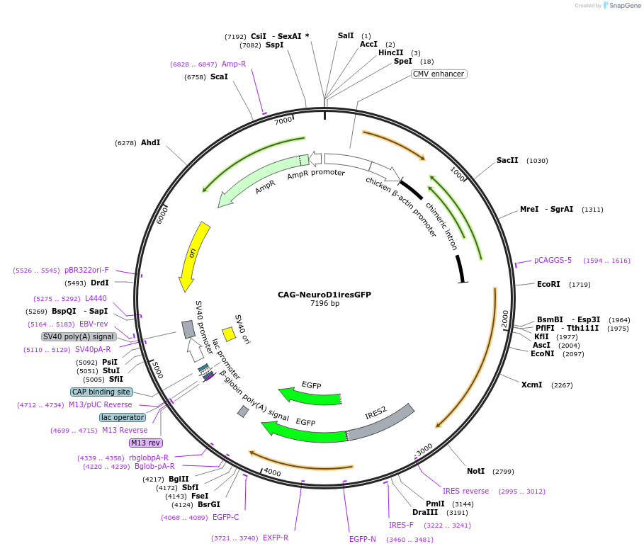 45025-plasmid-map-sequence-id-62337