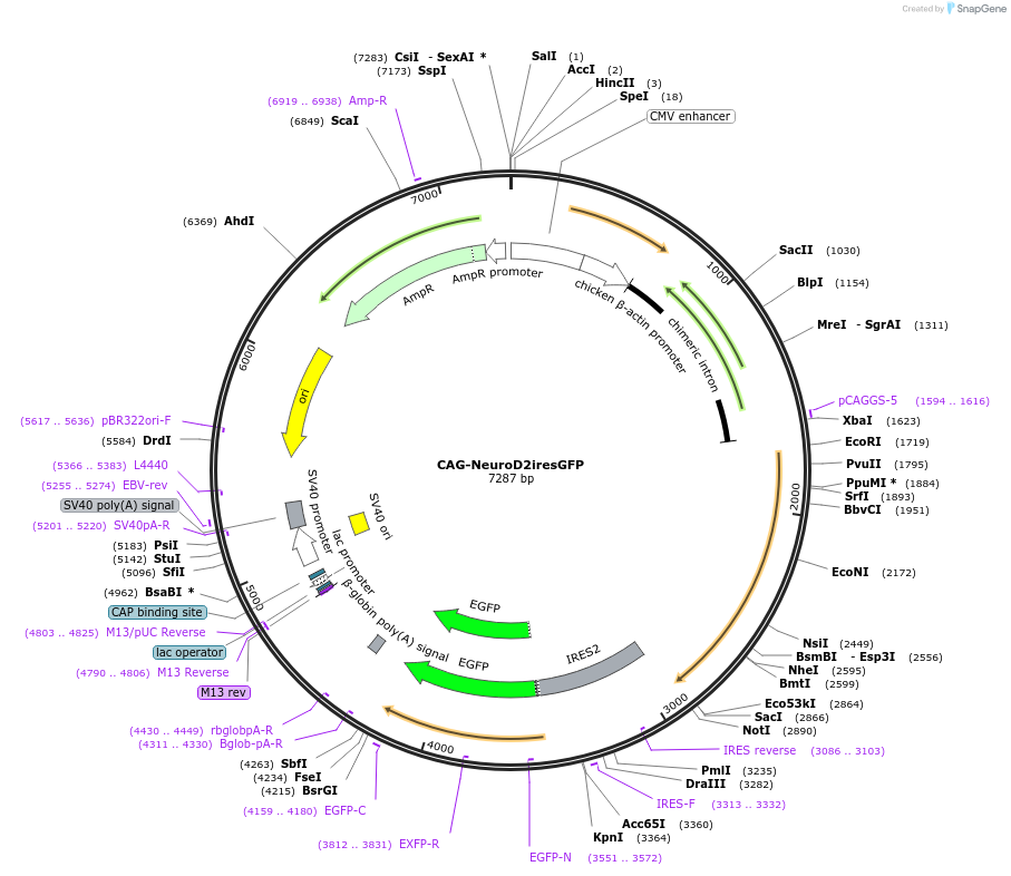 45026-plasmid-map-sequence-id-62342