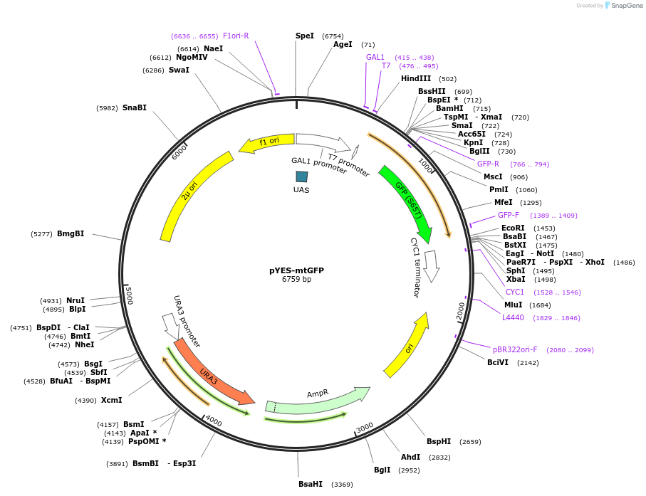 45053-plasmid-map-sequence-id-62414