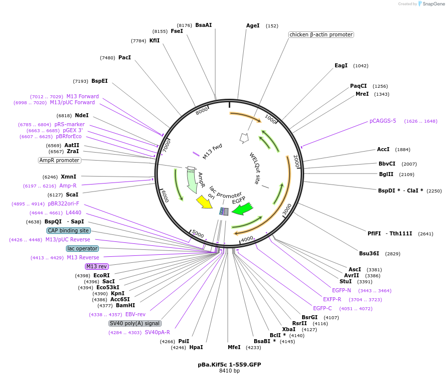 45059-plasmid-map-sequence-id-62481