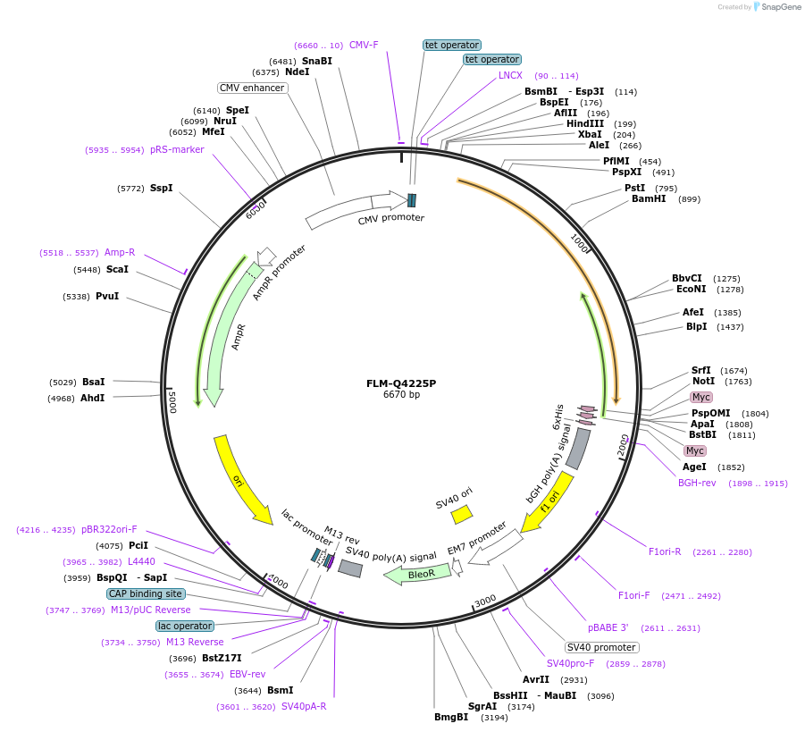 41582-plasmid-map-sequence-id-62486