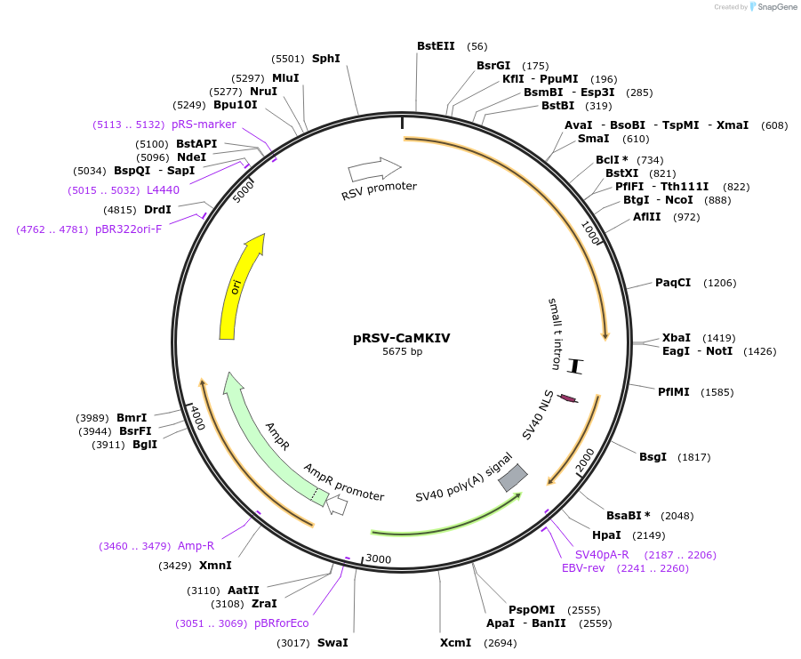 45062-plasmid-map-sequence-id-62492