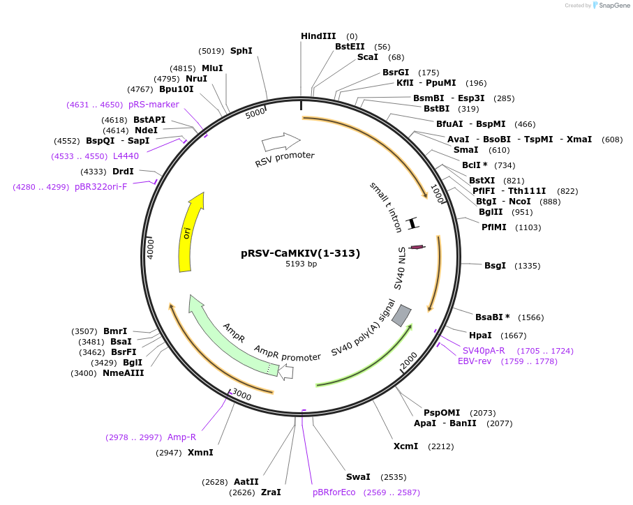 45063-plasmid-map-sequence-id-62493