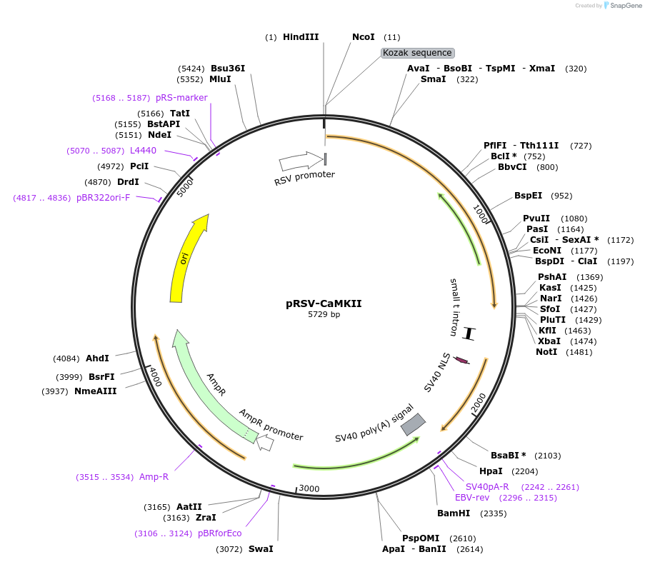 62496_map