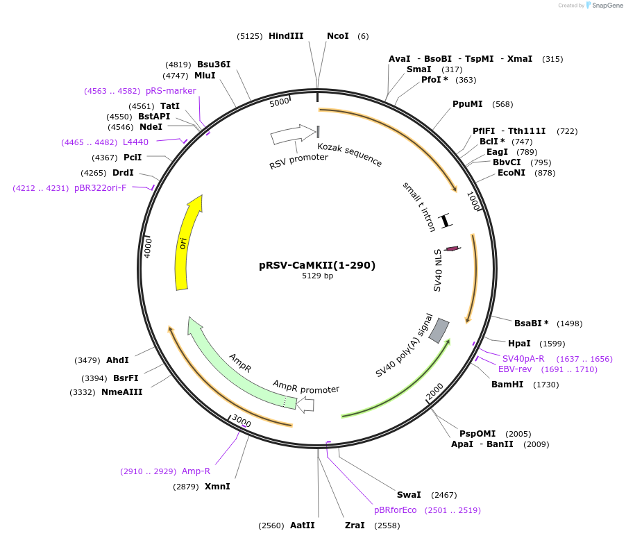 45065-plasmid-map-sequence-id-62499