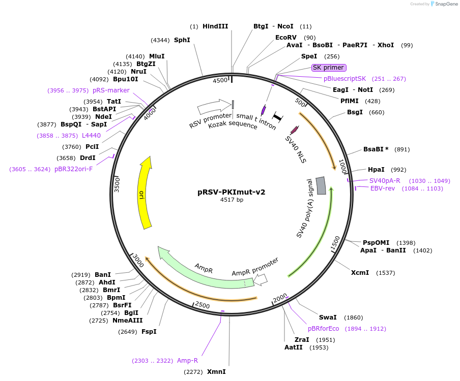45067-plasmid-map-sequence-id-62502